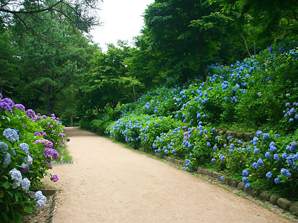 あじさい園とあじさい広場 神戸森林植物園 壁紙写真集 無料写真素材