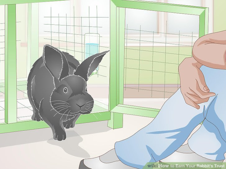Earn Your Rabbit's Trust Step 5.jpg