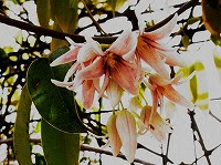 １１月２０日の誕生花 ムベ 郁子 の花言葉 愛嬌 むべなるかなの伝説の果実 弥生おばさんのガーデニングノート 花と緑の365日 楽天ブログ