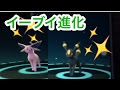 上 ブラッキー 金銀 287693