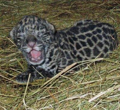 Jaguar on Baby Jaguar At Florida Zoo   Animal Fact Guide