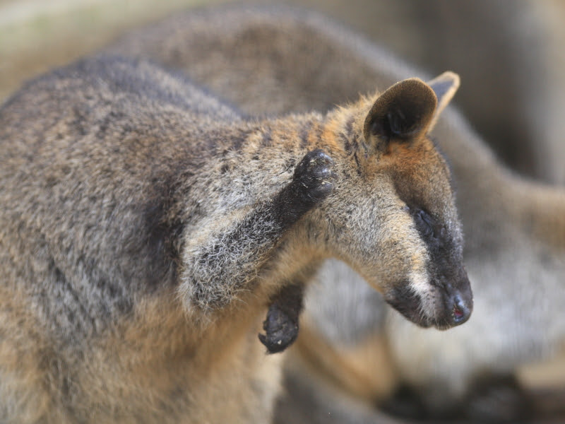 ポリポリと顔をかくオグロワラビー カンガルー 愛媛県立とべ動物園にて撮影 とべ動物園 動物園写真クラブ愛媛 公式webサイト