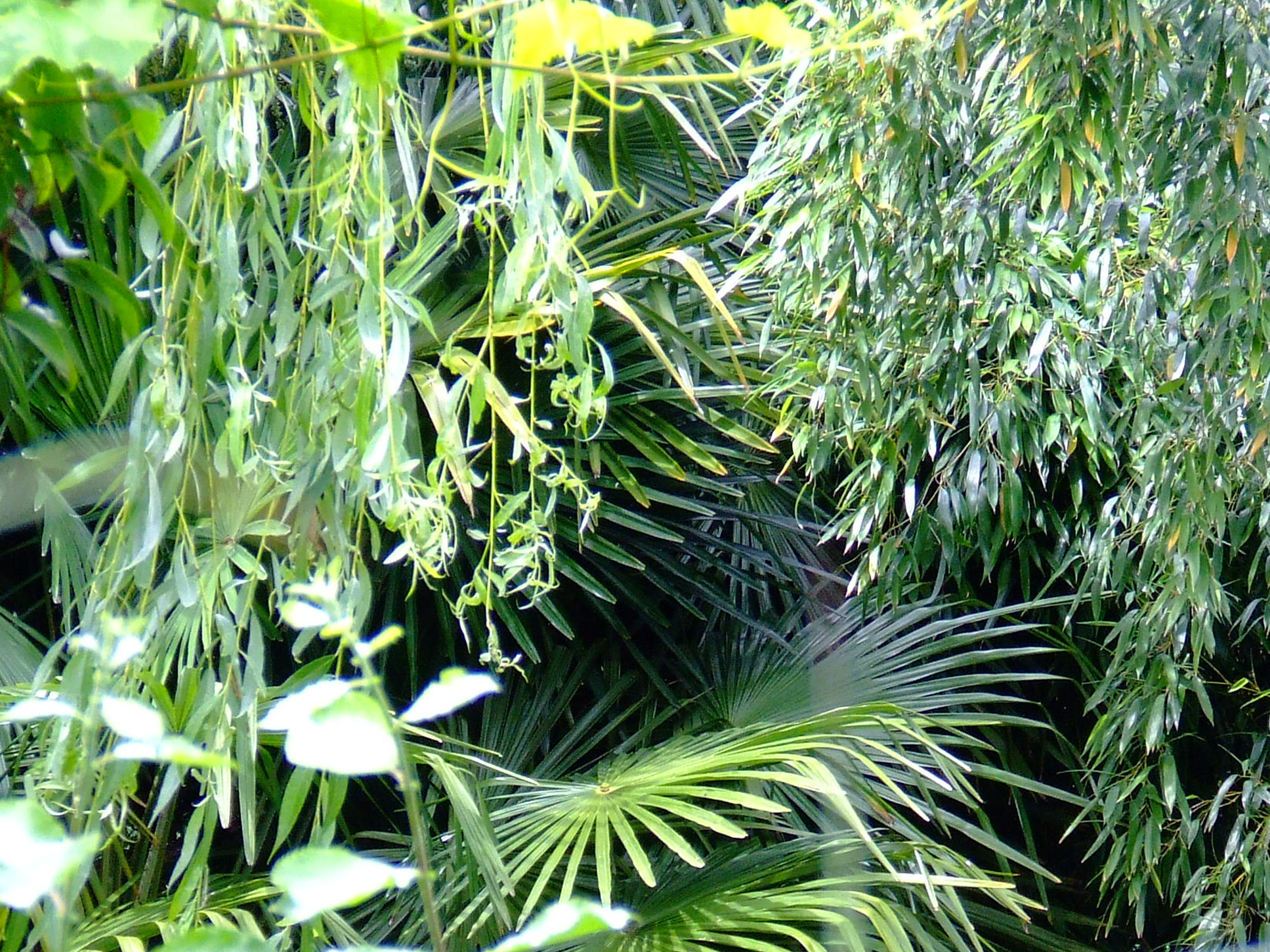 Tropical Plants | Free Early Years & Primary Teaching