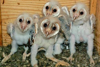 Barn Owl Live Cam: Designing A Cozy Bedroom With Nature-Inspired Theme