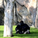 Fotos de Bioparc Valencia, gorila
