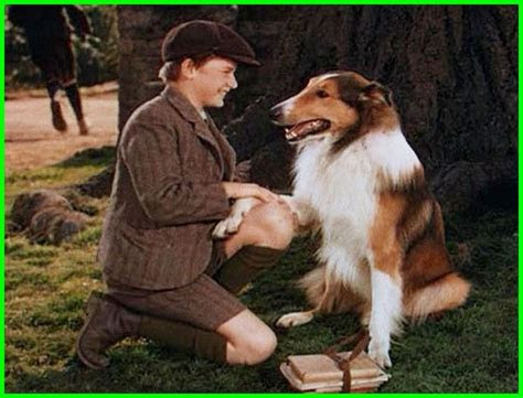 film persahabatan anjing  manusia  sedih