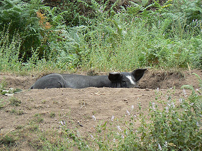 cochon caché.jpg
