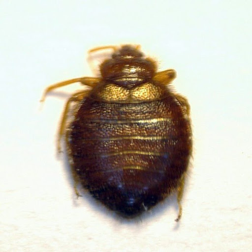 Baby Bed Bugs In Hair