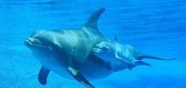 Fotos de delfines
