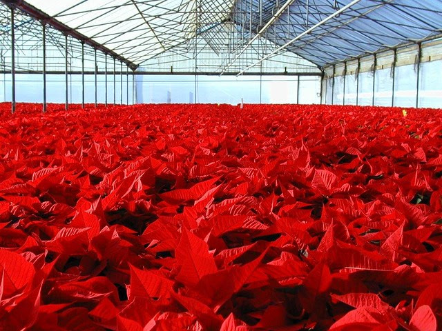 Rocket Farms Poinsettia Greenhouse  Flickr  Photo Sharing!
