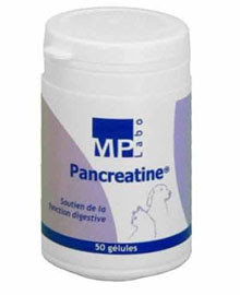 La Pancreatite Chronique Chez Le Chat