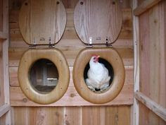 ... - Chickens on Pinterest | Chicken Eggs, Chicken Feeders and Roosters