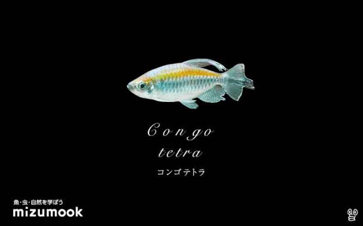 綺麗な熱帯魚 全25種類 ミズムック