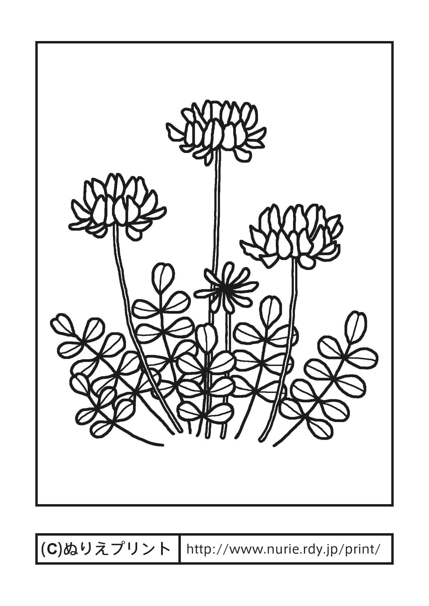 レンゲソウ 主線 黒 春の花 無料塗り絵イラスト ぬりえプリント