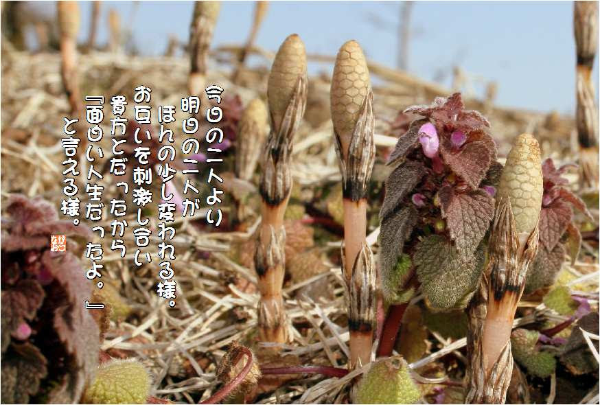 No 111 土筆 花言葉 向上心 意外 驚き 努力 なおかつ フォトエッセイ