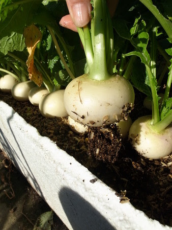 カブ かぶ 栽培 冬の種まき品種選びと育て方 暇人主婦の家庭菜園 楽天ブログ