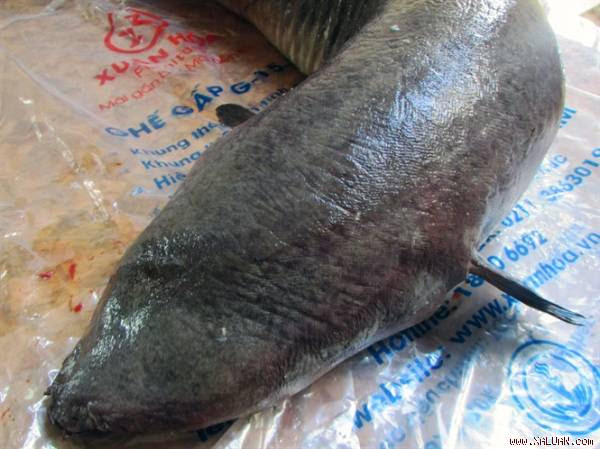  Phần đầu của con cá