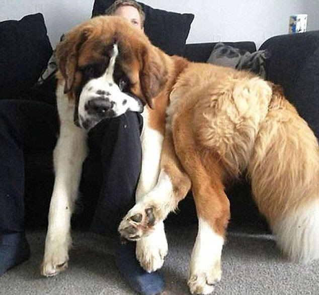 可愛い 飼い主に甘える大型犬 中国網 日本語