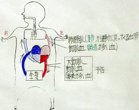 観察１４ 血液と血管 ２年理科 生物 Takaの授業記録03