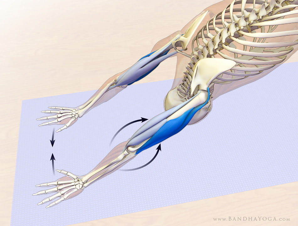 elbow flexors and extensors in downward dog 
