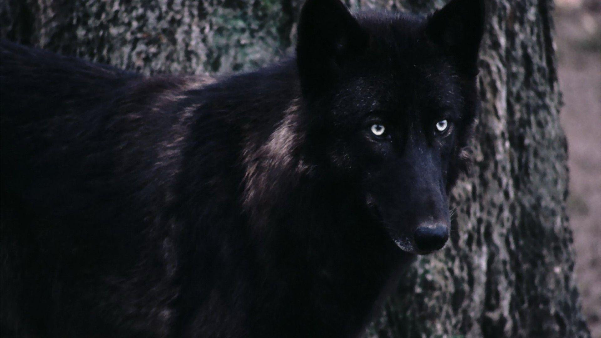 Black Wolf Wallpapers - Wallpaper Cave