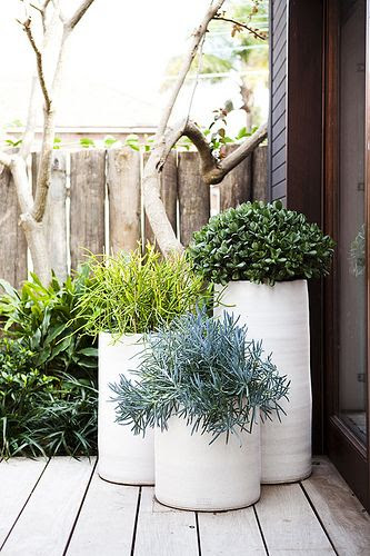succulents