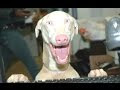 HILARIOUS TALKING DOG VIDEO COMPILATIONS