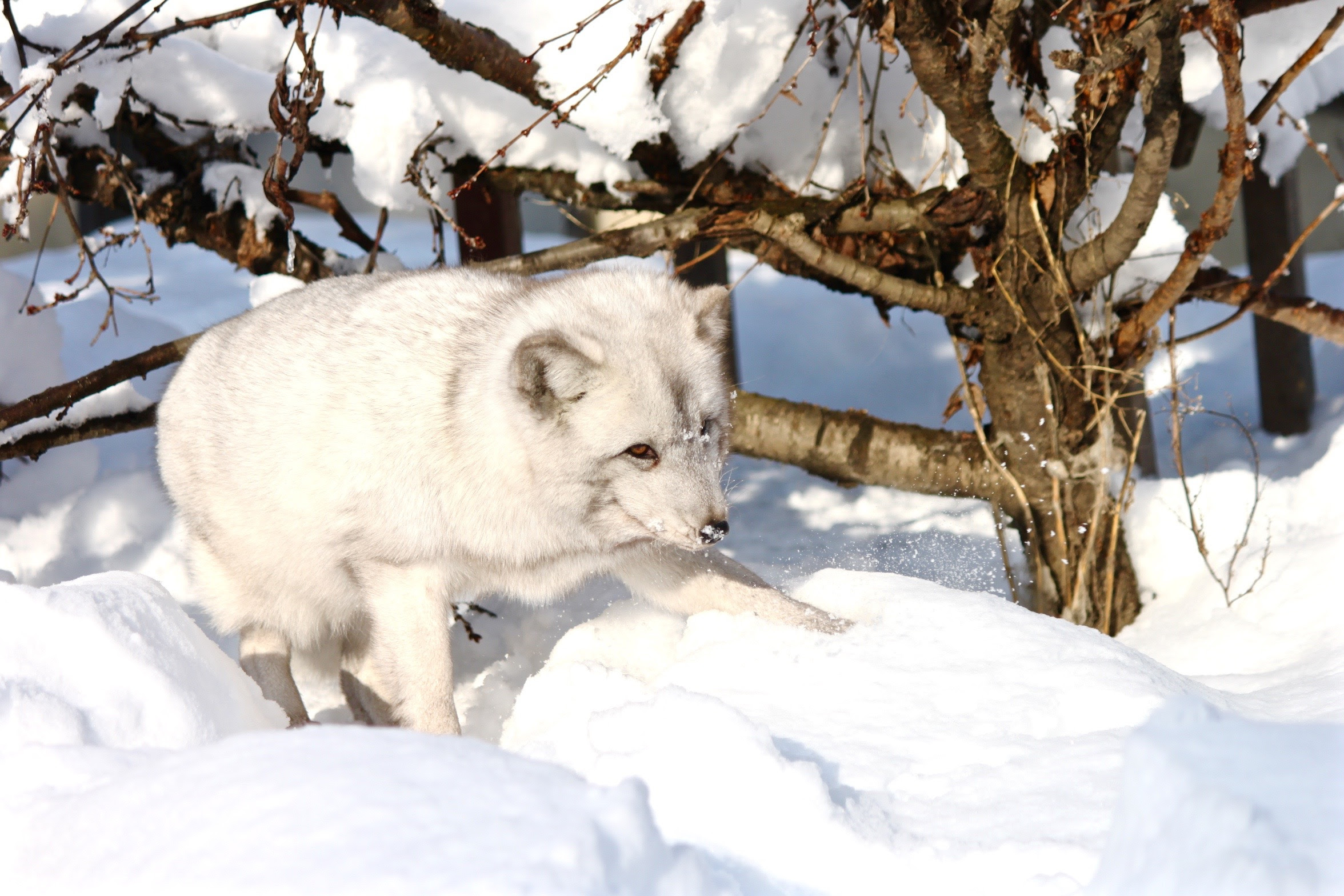 16 17冬の旭山動物園その4 雪ヒョウ アムールトラ 北極キツネ 白フクロウ 北海道の風景 美瑛 旭川 富良野 東川 北海道的旅游地 A Tourist Site In Hokkaidou