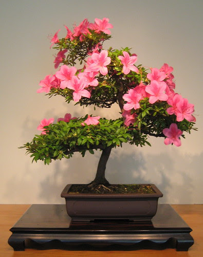 bonsai azalea