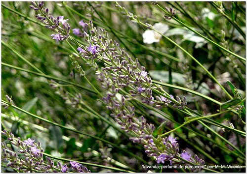 lavanda