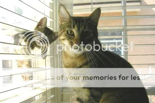 wallpaper kucing. hairstyles wallpaper kucing