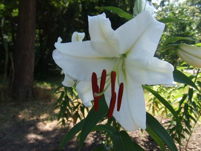 ユリの季節も後半です 百合が原公園