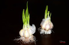 Garlic growing