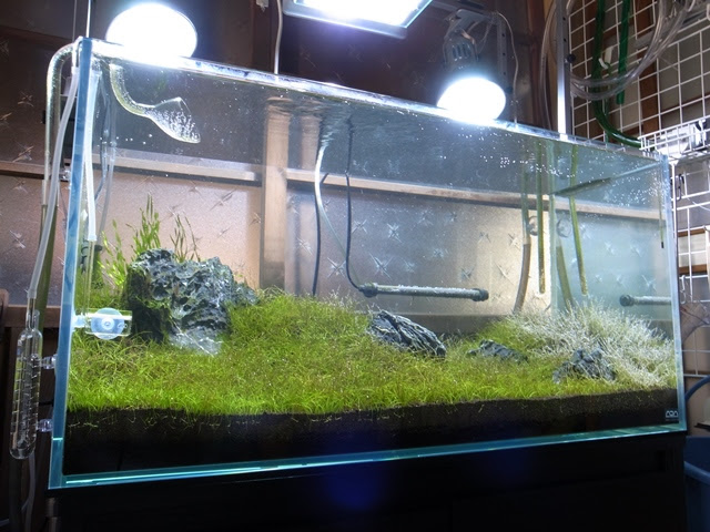 趣味生活 水槽内の配置