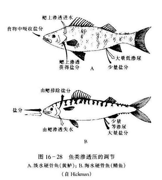 魚會渴嗎 海水魚和淡水魚哪個更渴 每日頭條