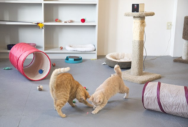Users can share access to their Petcube (pictured) with friends, and make it public so anyone can play with their pets. People without a Petcube can go online and play with pets whose owners are away, for example