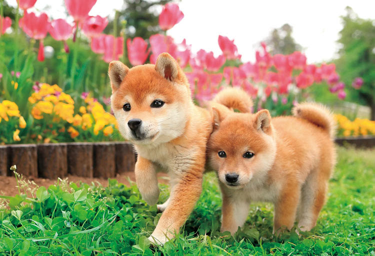 Epo 25 184 ペット 動物 いっしょに走るわん 300ピース Cp Do エポック社 の商品詳細ページです 日本最大級のジグソーパズル通販専門店 ジグソークラブ