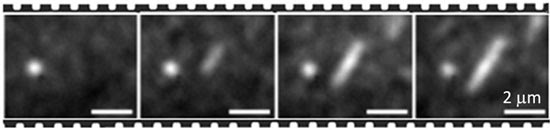 sequence of fluorescent micrographs showing a growing protein filament