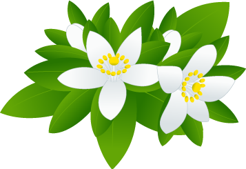 ネロリの無料イラスト 素材屋花子