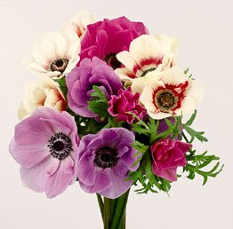 ３月１０日の誕生花は アネモネ 366日 誕生花の辞典 誕生日の花言葉の図鑑