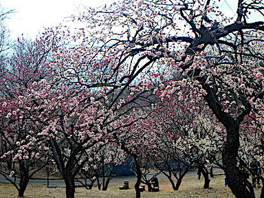 forest182-3.jpg