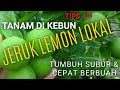 BUDIDAYA JERUK LEMON LOKAL CEPAT BERBUAH