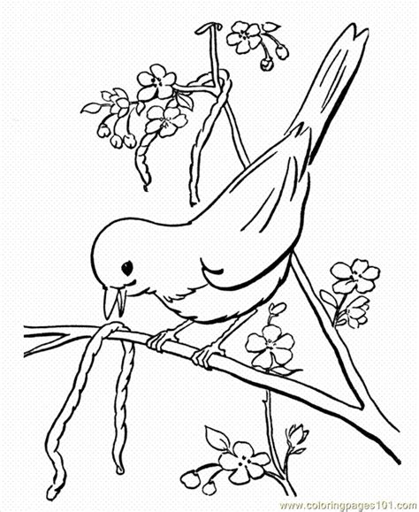 With 50+ unique designs, many of them being free bird coloring pages, there is a sheet for everyone. free printable coloring pages birds download free printable coloring