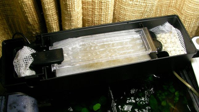 雑記 鴨 新しい仲間が増えるかも 4 水槽立ち上げ 注水 空回し編