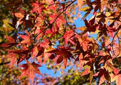 紅葉 秩父観光協会