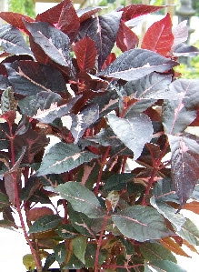 Croton, Jamaican  Florida Nursery Mart