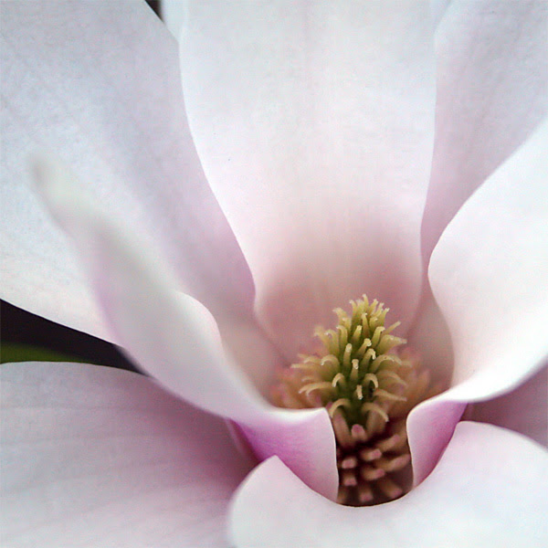 Magnolia