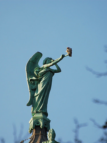 Red-Tailed Hawk atop Cathedral
