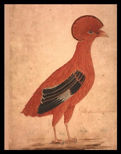 Brazilian chicken