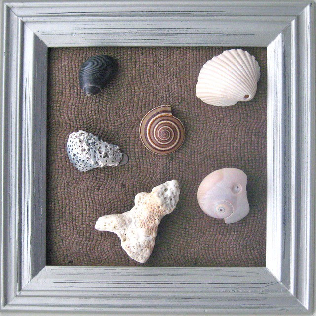 Collection of coral and shells